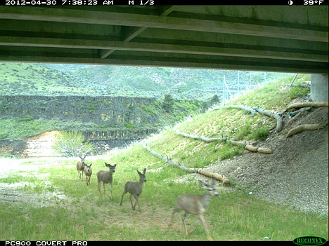 &lt;p&gt;This image provided by the Idaho Department of Fish &amp; Game shows deer using the game underpass on Idaho 21 on April 30, 2012. An average of 2,600 vehicles travel to and from the Boise area on Idaho 21 each day. An estimated 90 percent of a herd of 5,000 to 8,000 mule deer and a herd of 300 to 1,800 elk cross the highway each fall, when they come down from the mountains to the Boise Front and the Lucky Peak area. (AP Photo/Idaho Department of Fish &amp; Game)&lt;/p&gt;