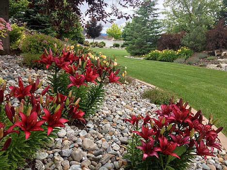 &lt;p&gt;Jan Schmitt' verdant Post Falls garden is full of many species of trees and an abundance of colorful flowers, such as these vibrant lilies. Her garden will be available for viewing during the July 13 Garden Tour.&lt;/p&gt;