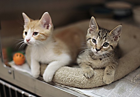 &lt;p&gt;In this photo taken Thursday, June 30, 2011, a pair of kittens are shown before being spayed and neutered at the Marin Humane Society in Novato, Calif. Marin Humane Society is credited with opening the first private, low-cost spay and neuter clinic in the U.S. (AP Photo/Eric Risberg)&lt;/p&gt;