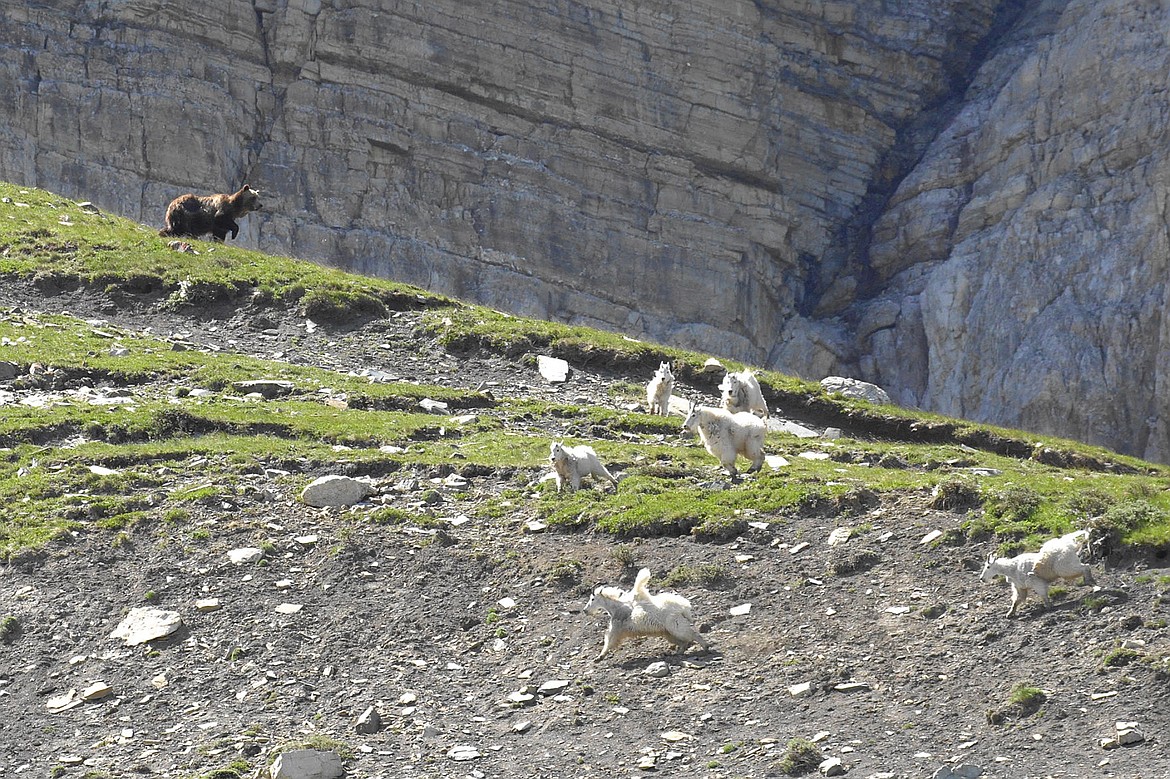 &lt;p&gt;A grizzly approaches a herd of goats from above in Glacier Park shortly before catching and carrying away one of the herd's kids.&lt;/p&gt;