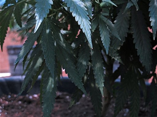 &lt;p&gt;In this photo taken Thursday June 21, 2012, a marijuana plant grows in a greenhouse at a medical marijuana co-op in Ontario, Ore. At the 45th Parallel marijuana clinic, patients stream in weekly to take advantage of Oregon's medical marijuana program. At this small town on the Idaho border, many of the patients aren't Oregonians. It's perfectly legal under Oregon law, but the Idaho State Police who conduct&#160; &quot;interdiction emphasis patrols&quot; at the state line make the path back to Idaho a tricky one. The situation has led some Idaho families to relocate to Oregon, and others who seek medical marijuana to face a harrowing journey back to their home state. Idaho police and politicians say the Oregon law creates a public-safety hazard in their state. (AP Photo/Nigel Duara)&lt;/p&gt;