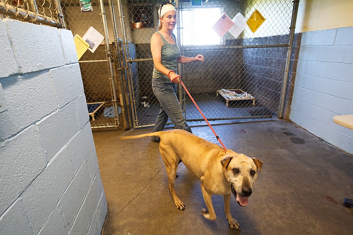 &lt;p&gt;SHAWN GUST/Press Sara Fulton, a volunteer at the Kootenai Humane Society, prepares to walk Dozer Wednesday at the Hayden animal shelter. The organization is gearing up for its sixth annual Tails at Twilight fundraiser on July 19.&lt;/p&gt;