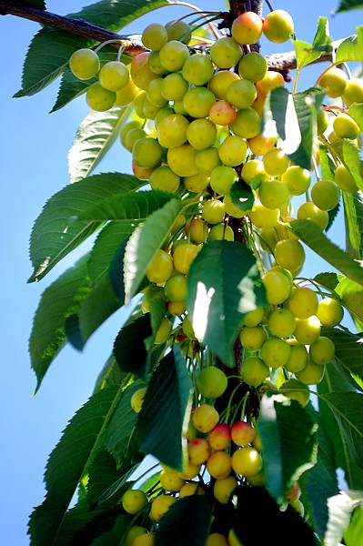 <p>A bunch of cherries growing at Wade Riedesel's orchard on Thursday, June 28, in Yellow Bay. Riedesel is one of the cherry growers in the area taking part in Sweet Cherry Variety Trials on Flathead Lake.</p>