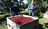 Three cheers for cherries; good weather produces profitable crop
