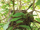 Glacier Park robin family an Internet hit