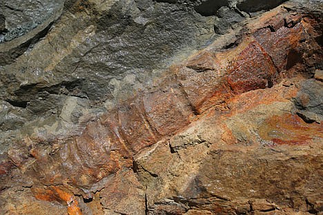 &lt;p&gt;The fossilized spine of a whale is photographed on a hillside at the Calaveras Dam replacement project in Fremont, Calif.&lt;/p&gt;