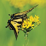 Glacier Park talk on pollinators