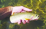Trout restoration nears completion