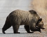 Talks continue on BNSF grizzly bear 'take' plan