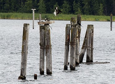 <p>LOREN BENOIT/Press An osprey lands back at its nest on a wooden post in Cougar Bay during the annual Osprey Cruise held Saturday.</p>