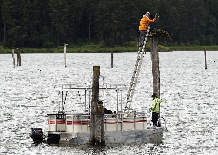 &lt;p&gt;LOREN BENOIT/Press Wildlife biologist Wayne Melquist lifts a young osprey briefly out of the nest so nearly 200 people on board the annual Osprey Cruise can see the raptor through their binoculars.&lt;/p&gt;