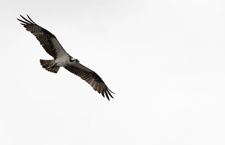 &lt;p&gt;LOREN BENOIT/Press An osprey soars over Lake Coeur d'Alene on Saturday.&lt;/p&gt;