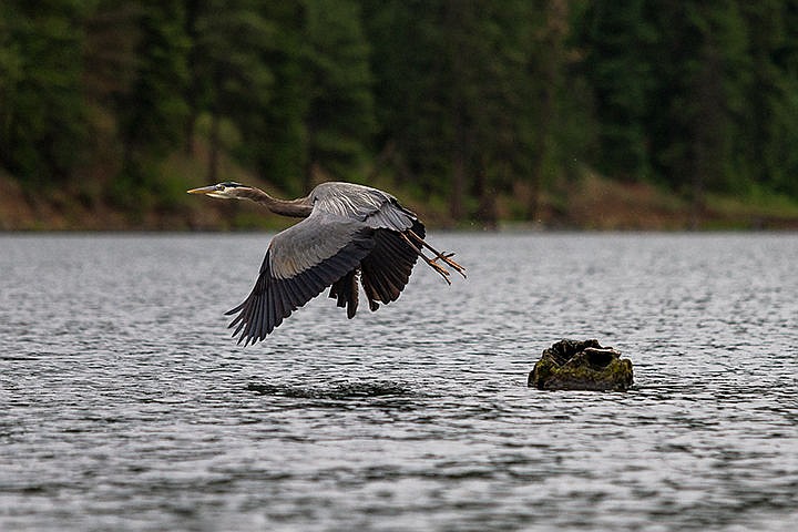 &lt;p&gt;A great blue heron takes flight from its log perch Tuesday at Fernan Lake. To order wildlife prints, go to http://cdapress.com/photojournalism.&lt;/p&gt;