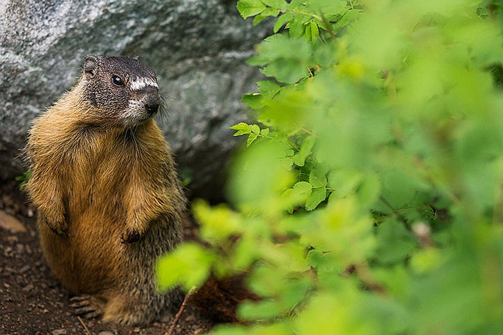 &lt;p&gt;A marmot appears from behind a bush to check his surroundings Wednesday at Falls Park in Post Falls. To order wildlife prints, go to http://cdapress.com/photojournalism.&lt;/p&gt;