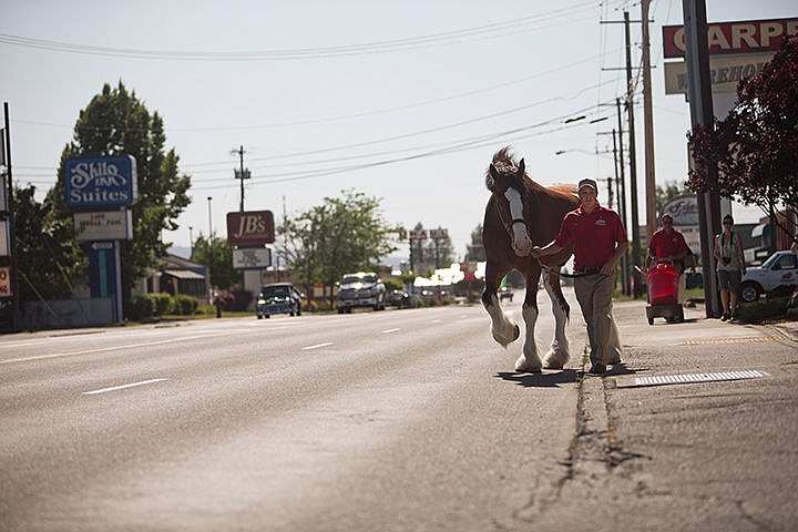 &lt;p&gt;Taking a stroll down Appleway Ave. is Budweiser Clydesdale, Fez, and handler Zach Uding Thursday in Coeur d&#146;Alene. The Clydesdale was on it&#146;s to meet a group of people at Paddy&#146;s Sports Bar.&lt;/p&gt;