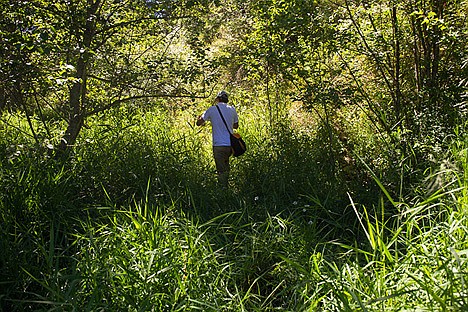 &lt;p&gt;David Cole, news reporter at Coeur d&#146;Alene Press, hikes through the large amounts of brush at Round Lake Tuesday near Athol.&lt;/p&gt;