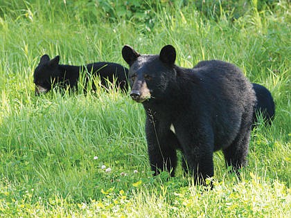 &lt;p&gt;The most dangerous type of encounter is a sow with cubs. Never position yourself between a sow and her cubs or approach them.&lt;/p&gt;