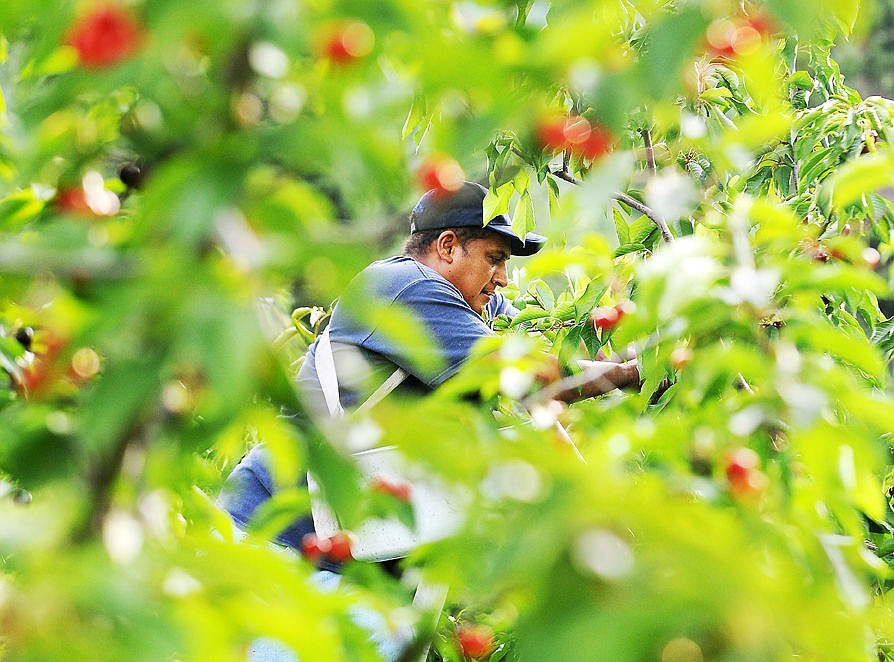 &lt;p&gt;&lt;strong&gt;Alejandro Ramos&lt;/strong&gt; picks cherries at the Bowman Orchard on Friday. (Aaric Bryan/Daily Inter Lake)&lt;/p&gt;