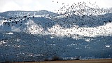 Migrating birds to get more food sources and wetland habitat