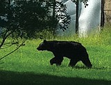 Police kill problem bear