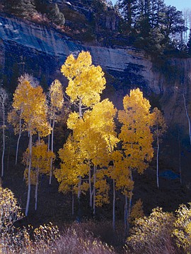 &lt;p&gt;This photo of aspens is one of Siech's favorites, and it held up to stiff competition of professional photographers in an art competition in Hot Springs earlier this year.&lt;/p&gt;