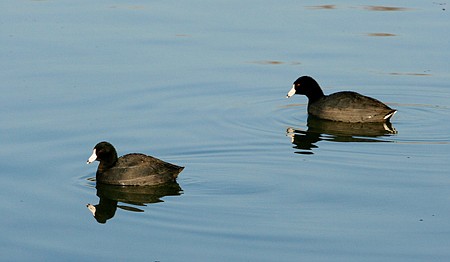 &lt;p&gt;Coots are widespread across North America and are easily recognizable with their dark bodies and white bills. At close range, a red swelling can be seen at&#160;&lt;/p&gt;