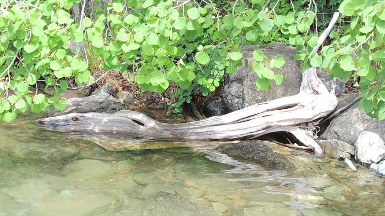 &lt;p&gt;Jim Warford, of Dayton, wasn&#146;t sure if he got a picture of the Flathead Lake Monster or just a strange-looking log. &#147;I caught him crawling out of the rocks,&#148; Warford wrote. &#147;I think he hibernated in there!&#148;&lt;/p&gt;