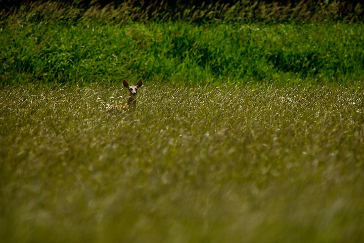 &lt;p&gt;JEROME A. POLLOS/Press A deer peeks over the top of tall grass near Cougar Bay while grazing under the high-noon sun Wednesday.&lt;/p&gt;
