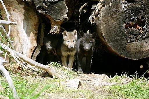 &lt;p&gt;This May 30, 2012 photo from the Oregon Department of Fish and Wildlife shows three of the four new pups born this spring to the Wenaha wolf pack in northeastern Oregon. At least two of the four wolf packs in Oregon produced pups this spring, bringing the state closer to a major milestone in restoring the predator. But the state is still a long way from winning ranchers over to the idea of growing numbers of wolves in the state. (AP Photo/Russ Morgan, Oregon Department of Fish and Wildlife)&lt;/p&gt;