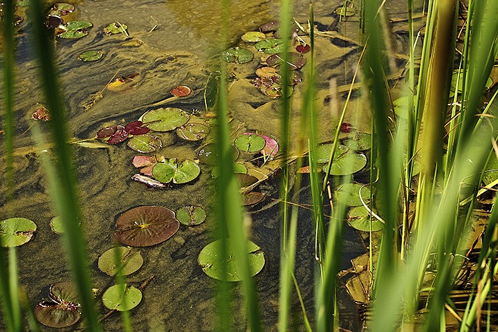 &lt;p&gt;JEROME A. POLLOS/Press Blue-green algae flows between lily pads on the surface of the most western portion of Fernan Lake.&lt;/p&gt;