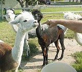 Lliving the llife with llamas (and alpacas)