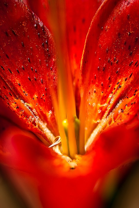 &lt;p&gt;This red Asiatic hybrid lily features prominently nearby the Martens' koi pond in their Coeur d'Alene backyard. The Martens' koi pond suffered in recent years where substantial levels of snowfall led to many of the fish dying from suffocation.&lt;/p&gt;