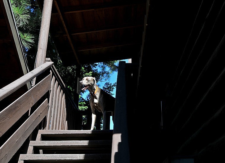 Grabelle&#146;s dog Sugar stands a top of a set of stairs to get an overview of attendees at Yappy Hour. Sugar often has modeled for her owner, appearing in many well-known dog magazines including &#147;Bark.&#148;