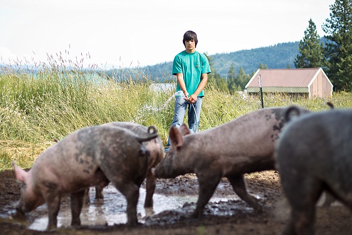 &lt;p&gt;SHAWN GUST/Press Cody Jahns, a member of the Jolly Workers of Mica 4-H Club, 14, provides a wallowing hole for his pigs Tuesday in Coeur d'Alene. Kootenai County is considering a funding cut to the University of Idaho extension office that would eliminate local 4-H programs.&lt;/p&gt;