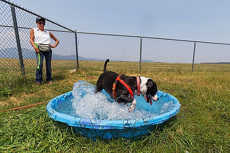 &lt;p&gt;Volunteer Joy Cassidy watches as Dixie, a 3-year-old mixed breed, splashes in a small pool in between rounds of fetch Thursday at the Kootenai Humane Society in Hayden.&lt;/p&gt;