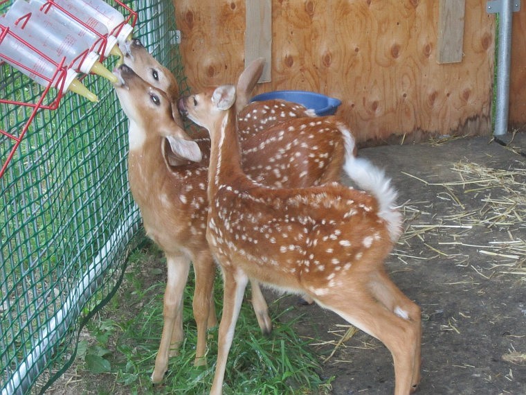 &lt;p&gt;Feeding time at Mystic Farm Wildlife Rescue.&lt;/p&gt;