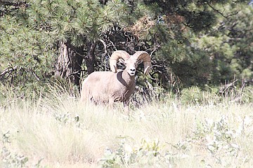 Wild Horse Island