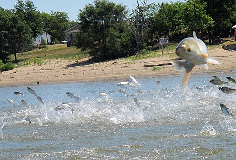 &lt;p&gt;This June 13, 2012, photo shows an Asian carp, jolted by an electric current from a research boat, jumping from the Illinois River near Havana, Ill. Scientists at a network of field stations on the Mississippi and Illinois rivers are using electric currents to stun fish so they can be scooped up and examined. Researchers have been monitoring fish populations on the rivers for many years and now are looking for evidence that native species are being affected by the arrival of invasive Asian carp. (AP Photo/John Flesher)&lt;/p&gt;