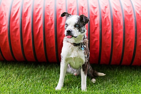 &lt;p&gt;With his tongue permanently sticking out of his mouth, Barnaby is a star in the Double J Dog Ranch&#146;s smooch booth.&lt;/p&gt;