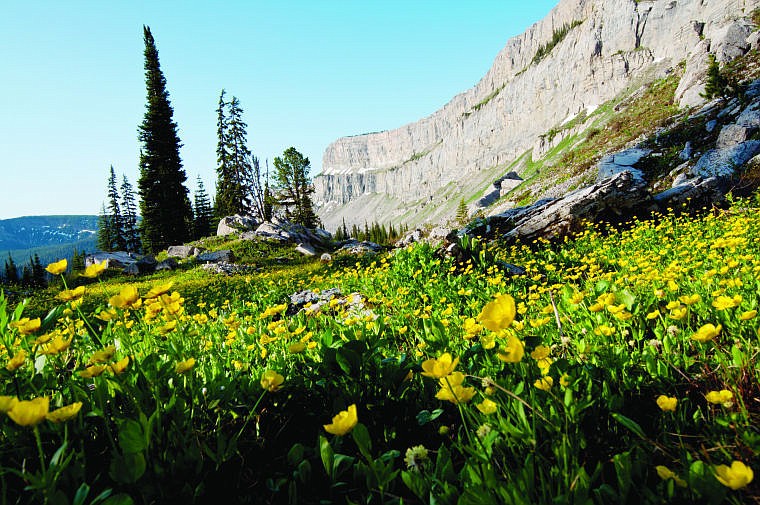 &lt;p&gt;Mountain buttercups carpet the ground and glow in morning sun at the base of the Chinese Wall in the Bob Marshall Wilderness. July is early spring at 7,500 feet in the wilderness. The small yellow flower heads seem to perk right up with the first light of day. (Tom Lotshaw photo/Daily Inter Lake)&lt;/p&gt;