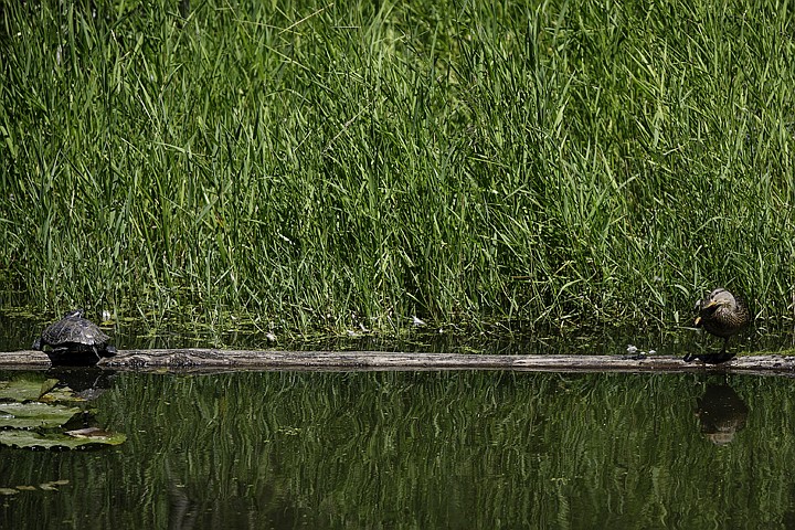 &lt;p&gt;SHAWN GUST/Press A duck grooms itself while keeping an eye on a turtle as they share real estate on a log Monday on Fernan Lake.&lt;/p&gt;