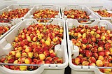 Jackpot year for Washington cherries