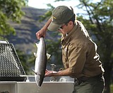 Biologists renew efforts to preserve sockeye