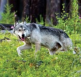 Wolf hunt bag limit increased to five