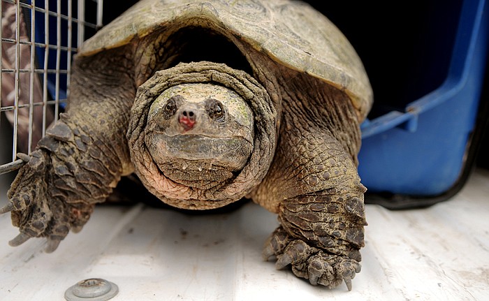 &lt;p&gt;An aggressive 20-pound snapping turtle was captured by Paul Charbonneau of Flathead County Animal Control Friday morning in Kalispell. The turtle reportedly was first caught in the creek near Cemetery Road by a man who delivered it to his ex-girlfriend. Charbonneau took the turtle to Montana Fish, Wildlife and Parks, where he was told it would be killed since it&#146;s not native to this part of Montana. According to Alan Wood, a state biologist, snapping turtles are very good at eating everything they can catch, up to and including ducks. They compete with native species for food. &#147;We don&#146;t want a species introduced where they haven&#146;t been historically because it will alter the ecosystem,&#148; Wood said.&lt;/p&gt;