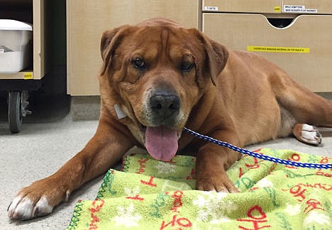 &lt;p&gt;Skip, a 90-pound Shar Pei and Labrador retriever mix, waits for doctors at the DoveLewis Emergency Animal Hospital in Portland, Ore., to patch him up after he tangled with a squirrel while walking with his owner in June 2015. The squirrel died in the duel. Skip is lucky to still have his left eye and will probably have a scar for life down that side of his face.&lt;/p&gt;