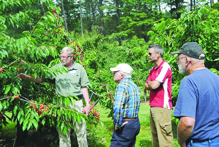 &lt;p&gt;Long inspects one of the trees grown for the four-year trial study in Flathead County. Pictured in the red shirt is Matthew Whiting, an associate professor and Extension specialist at Washington State University who has been a consultant for the Flathead cherry trials that wrapped up this summer.&lt;/p&gt;&lt;p&gt;&lt;/p&gt;