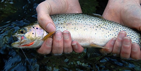 &lt;p&gt;In this recent photo, Sadie Barker holds a cutthroat trout she caught on the St. Joe River in Idaho.&lt;/p&gt;
