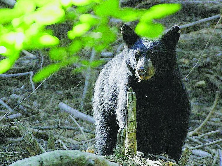 &lt;p&gt;Several black bears were euthanized because of their food conditioned states.&lt;/p&gt;