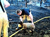 Fire destroys barn, kills two sheep near Ephrata